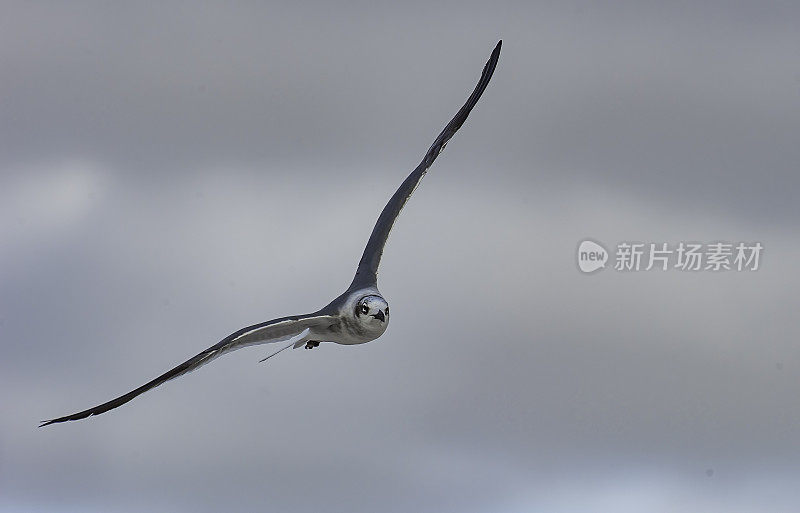 笑鸥(Leucophaeus atricilla)是北美和南美的一种中型海鸥。因其笑声般的叫声而得名。德索托堡县公园，佛州Tierra Verde